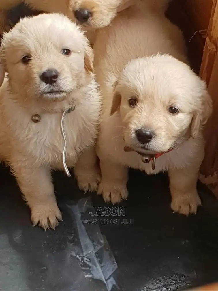 1-3 Month Male Purebred Golden Retriever