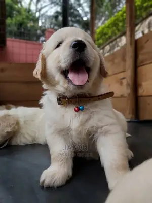 1-3 Month Male Purebred Golden Retriever