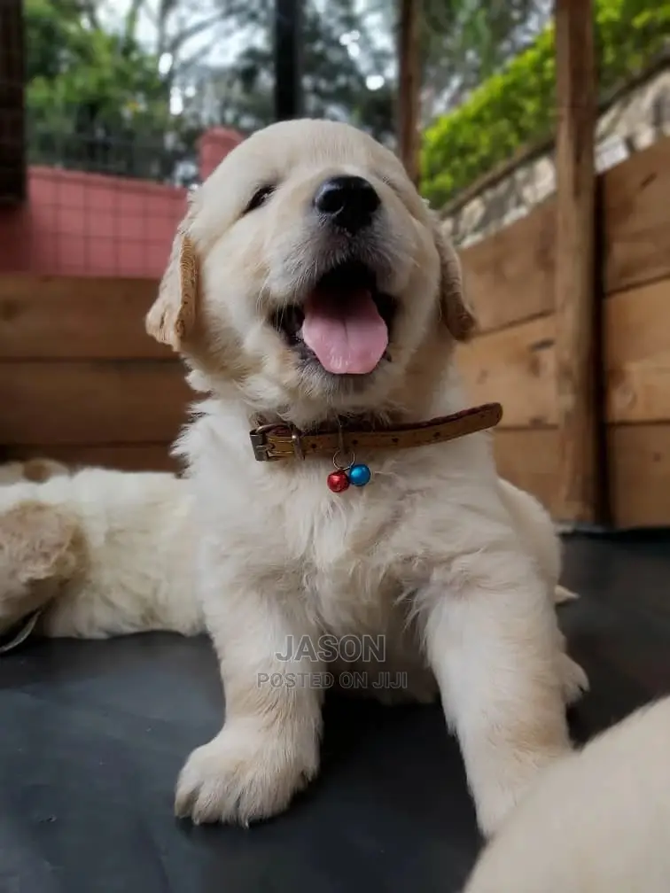 1-3 Month Male Purebred Golden Retriever
