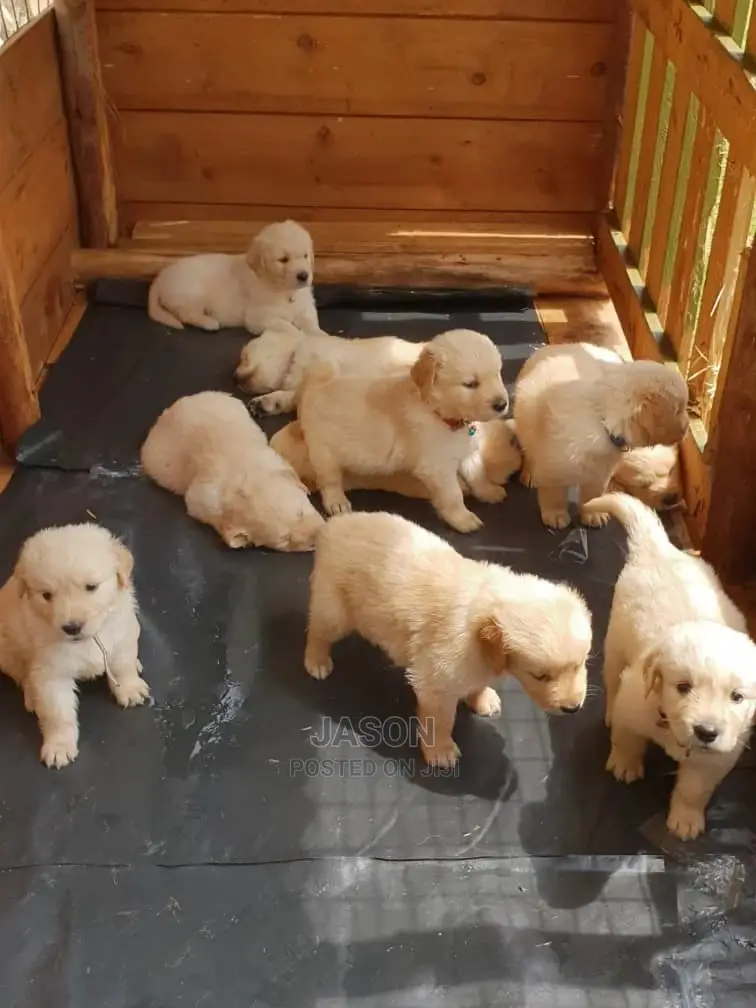 1-3 Month Male Purebred Golden Retriever