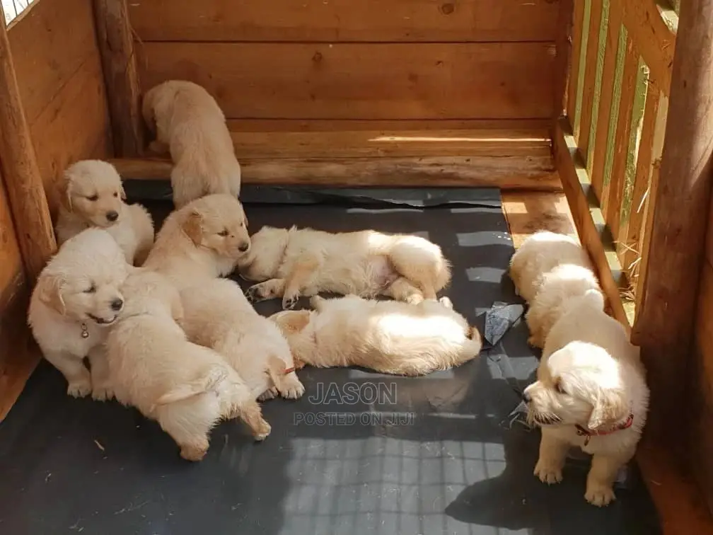 1-3 Month Male Purebred Golden Retriever