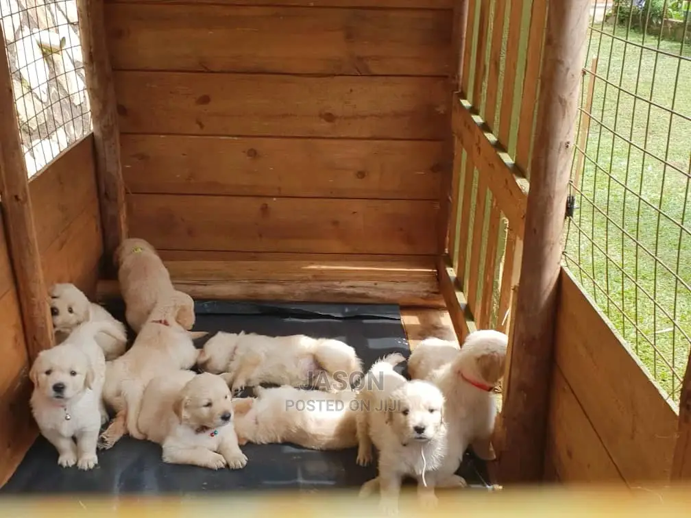 1-3 Month Male Purebred Golden Retriever