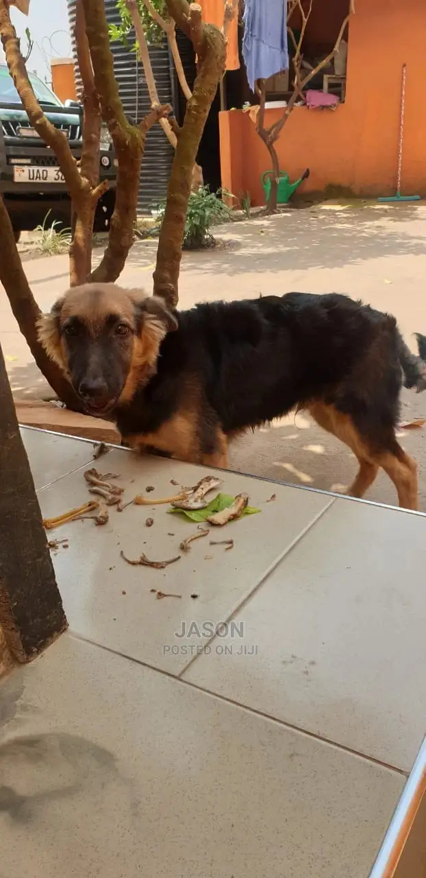 6-12 Month Male Purebred German Shepherd