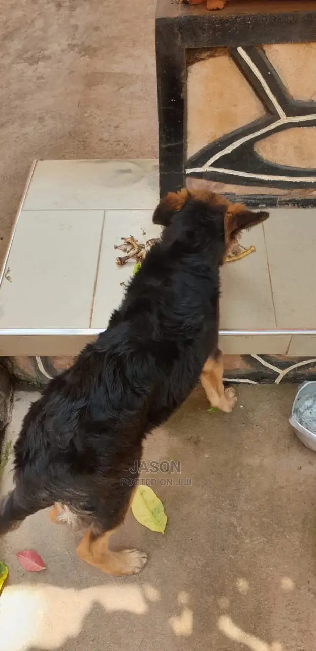 6-12 Month Male Purebred German Shepherd