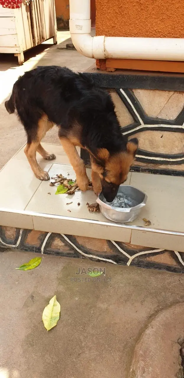 6-12 Month Male Purebred German Shepherd