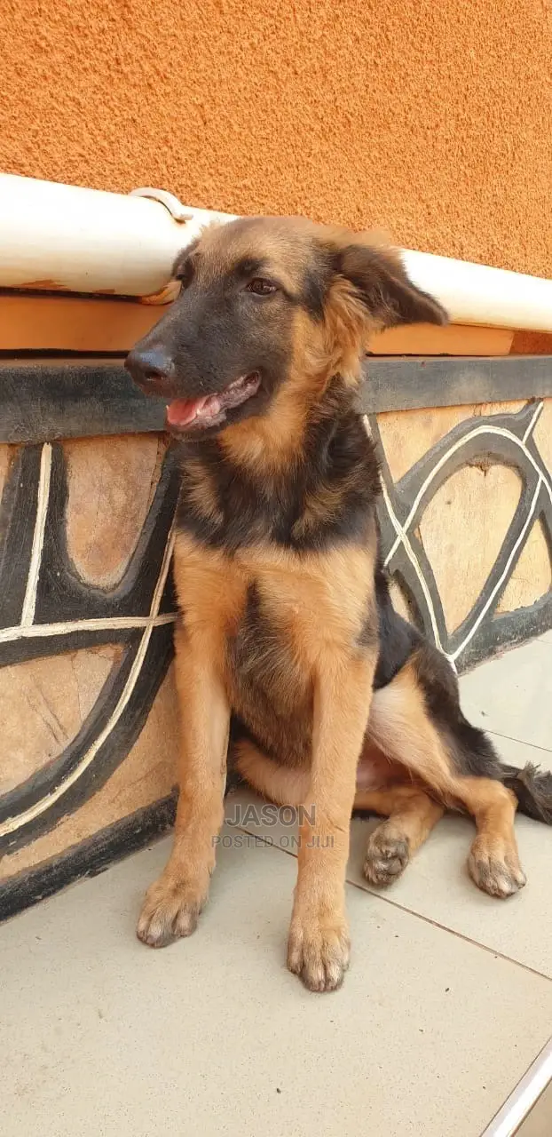 6-12 Month Male Purebred German Shepherd