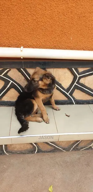 6-12 Month Male Purebred German Shepherd