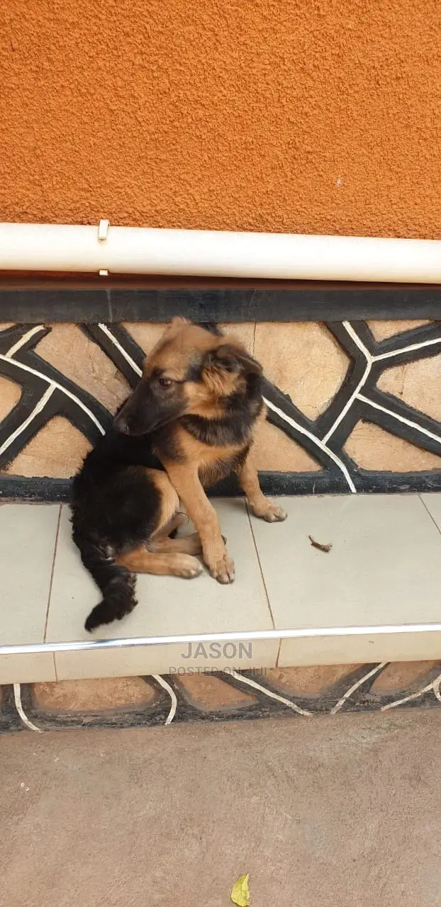 6-12 Month Male Purebred German Shepherd