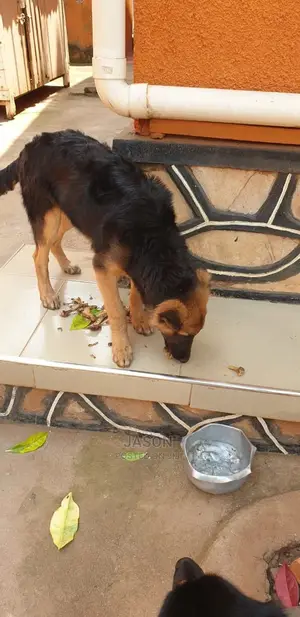 6-12 Month Male Purebred German Shepherd