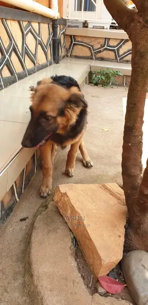 6-12 Month Male Purebred German Shepherd