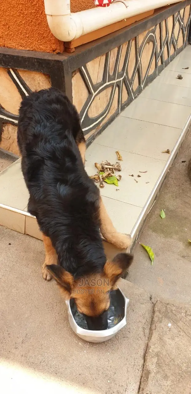 6-12 Month Male Purebred German Shepherd