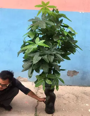 Artificial Mangoe Plant