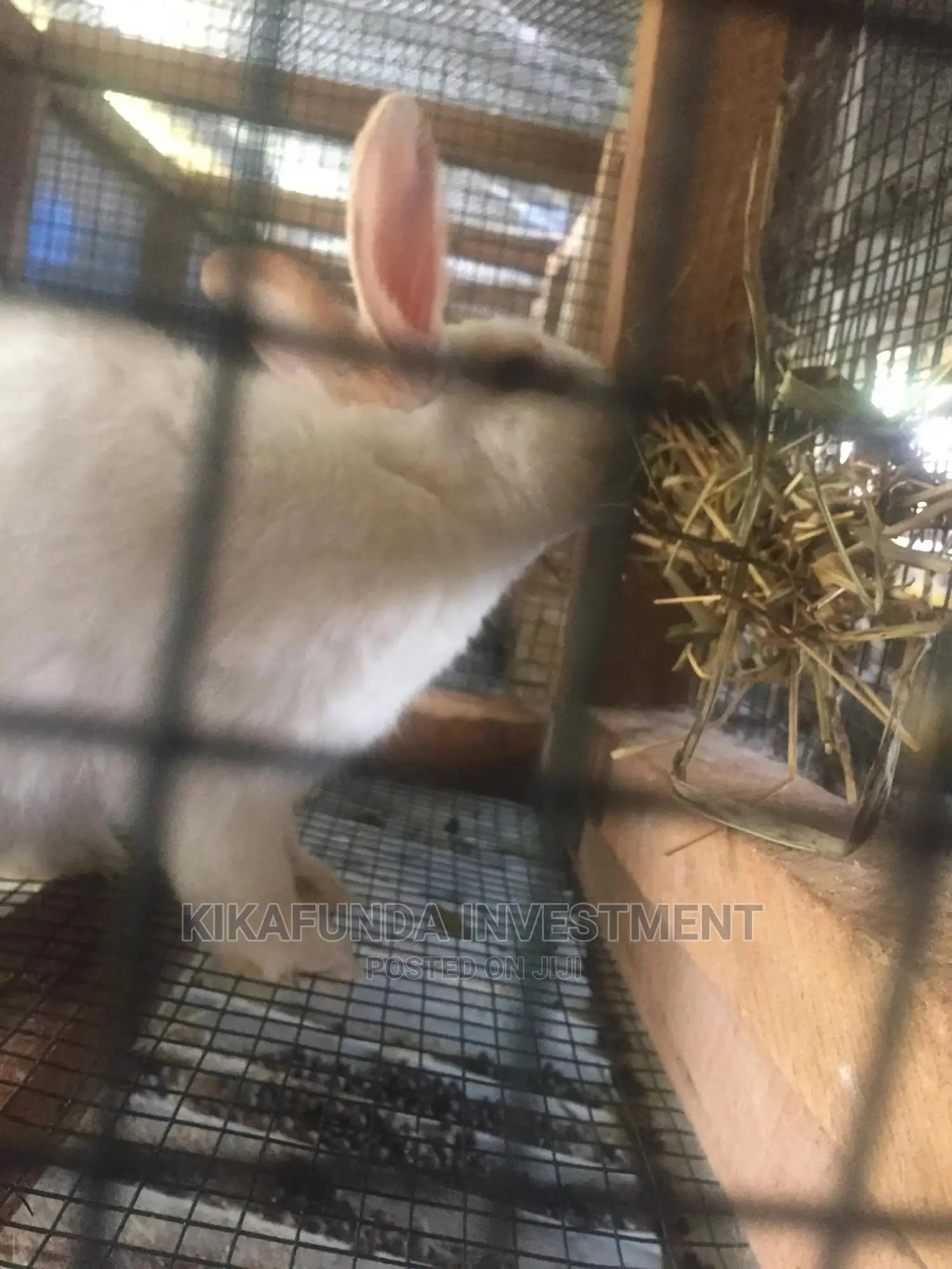 Rabbit Hay 17 KGS