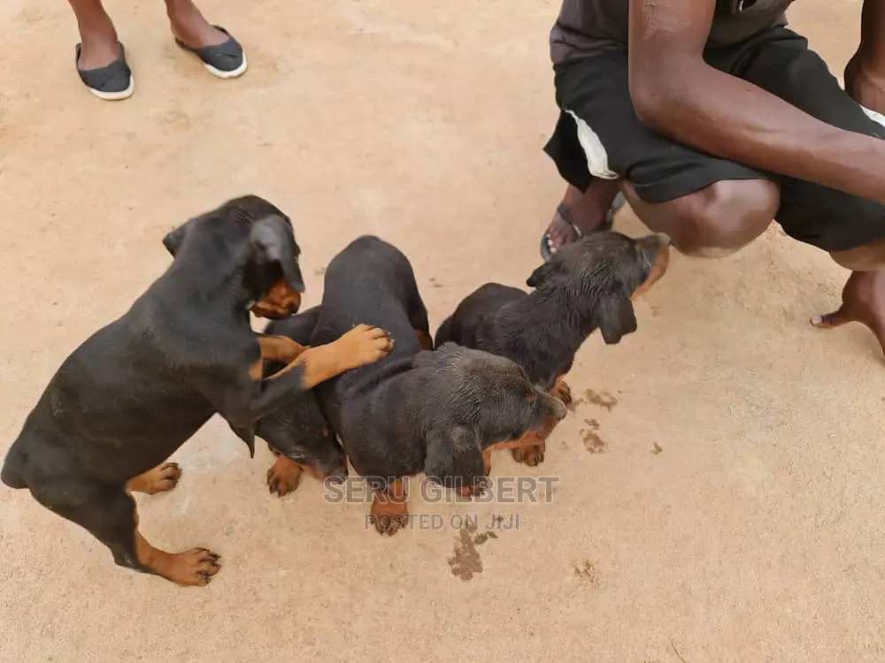 3-6 Month Female Purebred Doberman Pinscher