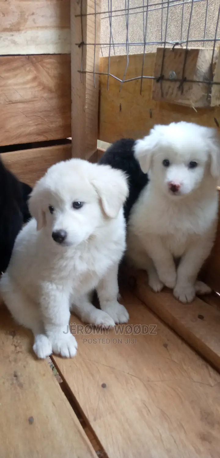1-3 Month Male Purebred Samoyed