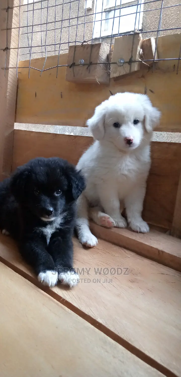 1-3 Month Male Purebred Samoyed
