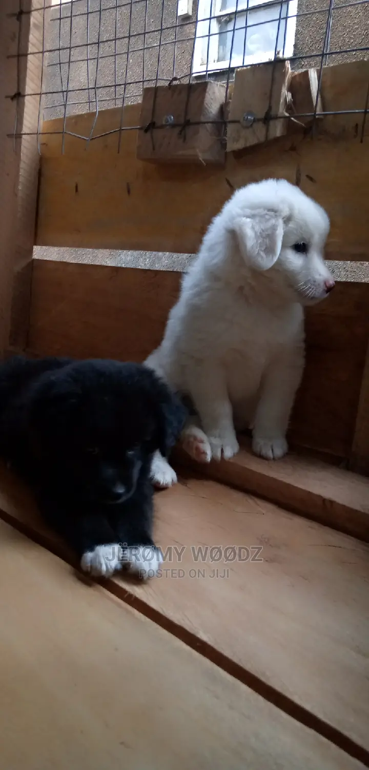 1-3 Month Male Purebred Samoyed