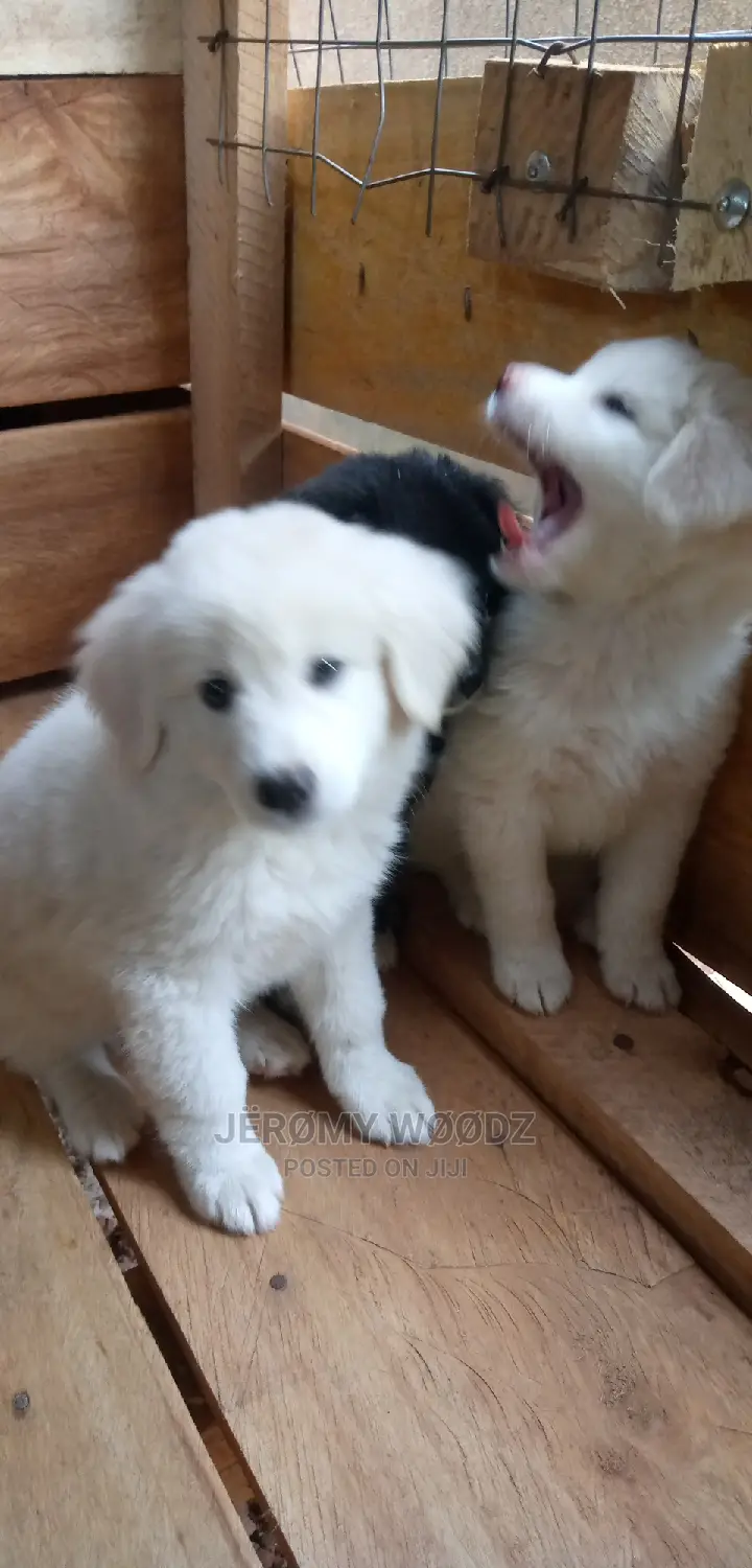 1-3 Month Male Purebred Samoyed