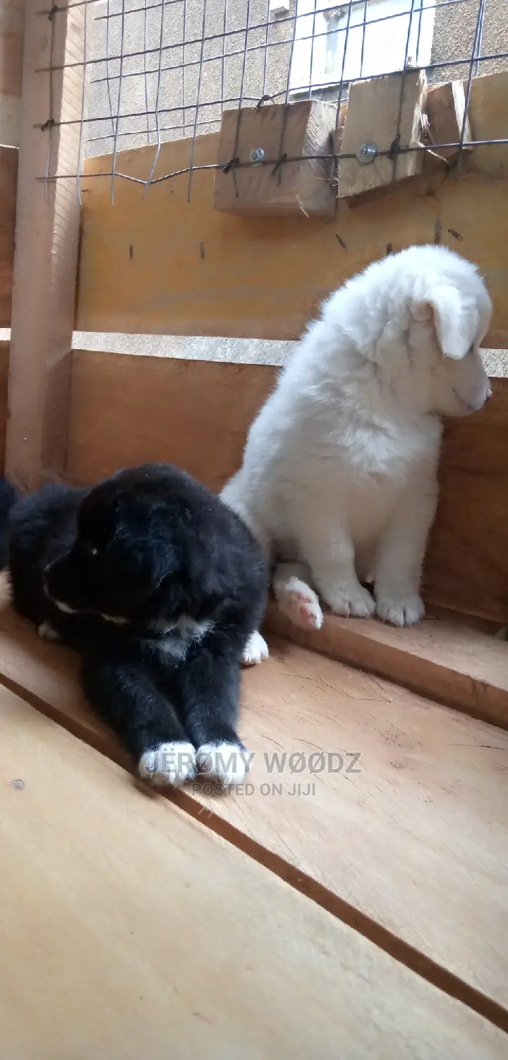1-3 Month Male Purebred Samoyed