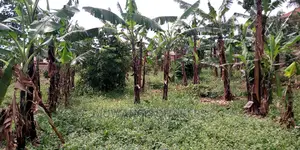 20decimals of Land Is Available for Sale in Kulambiro