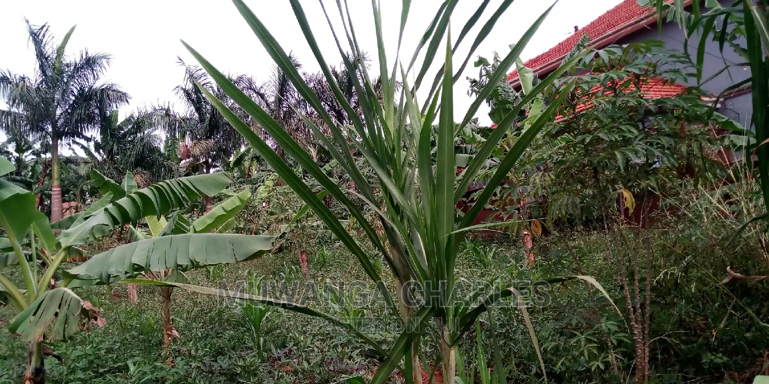 20decimals of Land Is Available for Sale in Kulambiro