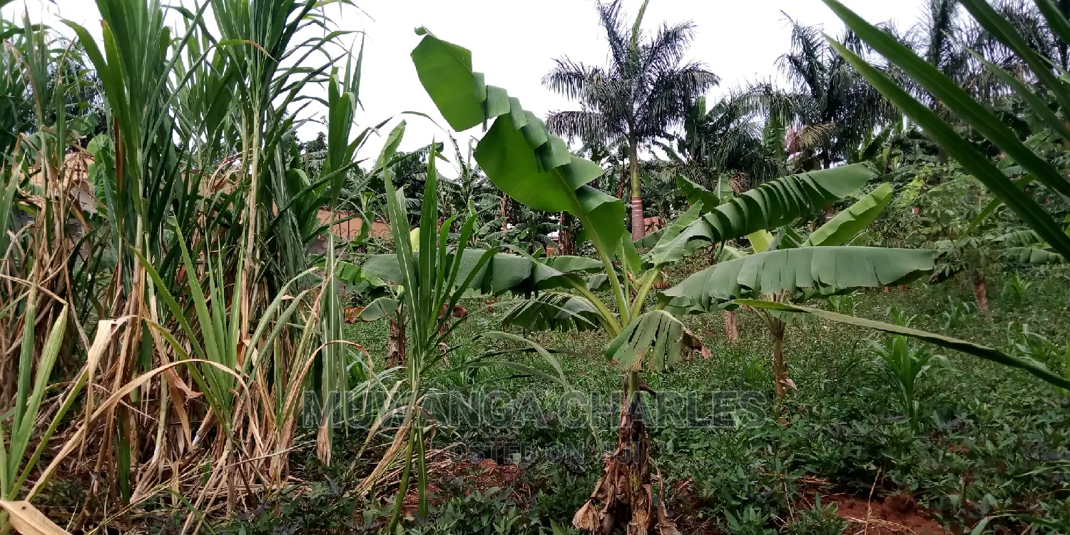 20decimals of Land Is Available for Sale in Kulambiro