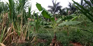 20decimals of Land Is Available for Sale in Kulambiro