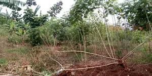 30decimals of Land Is Available for Sale in Kulambiro