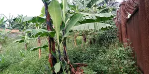 25decimals of Land Is Available for Sale in Kulambiro