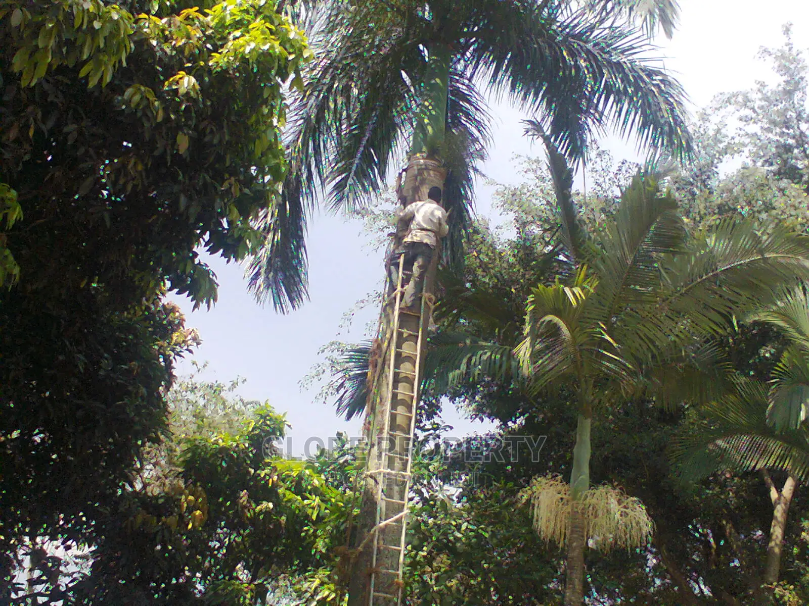 Gardening and Landscaping Services