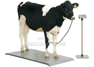 Digital Cattle Scale at Eagle Weighing Systems in Kampala