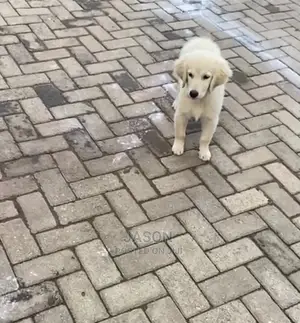 1-3 Month Female Purebred Golden Retriever
