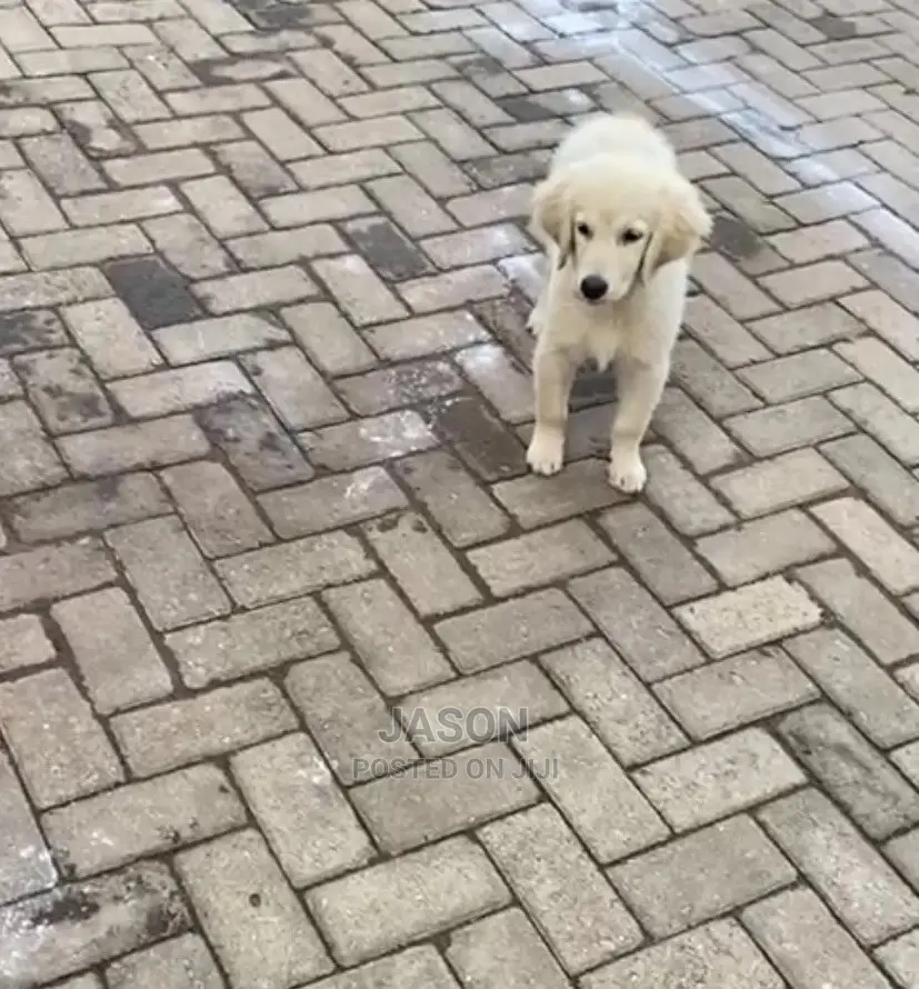1-3 Month Female Purebred Golden Retriever