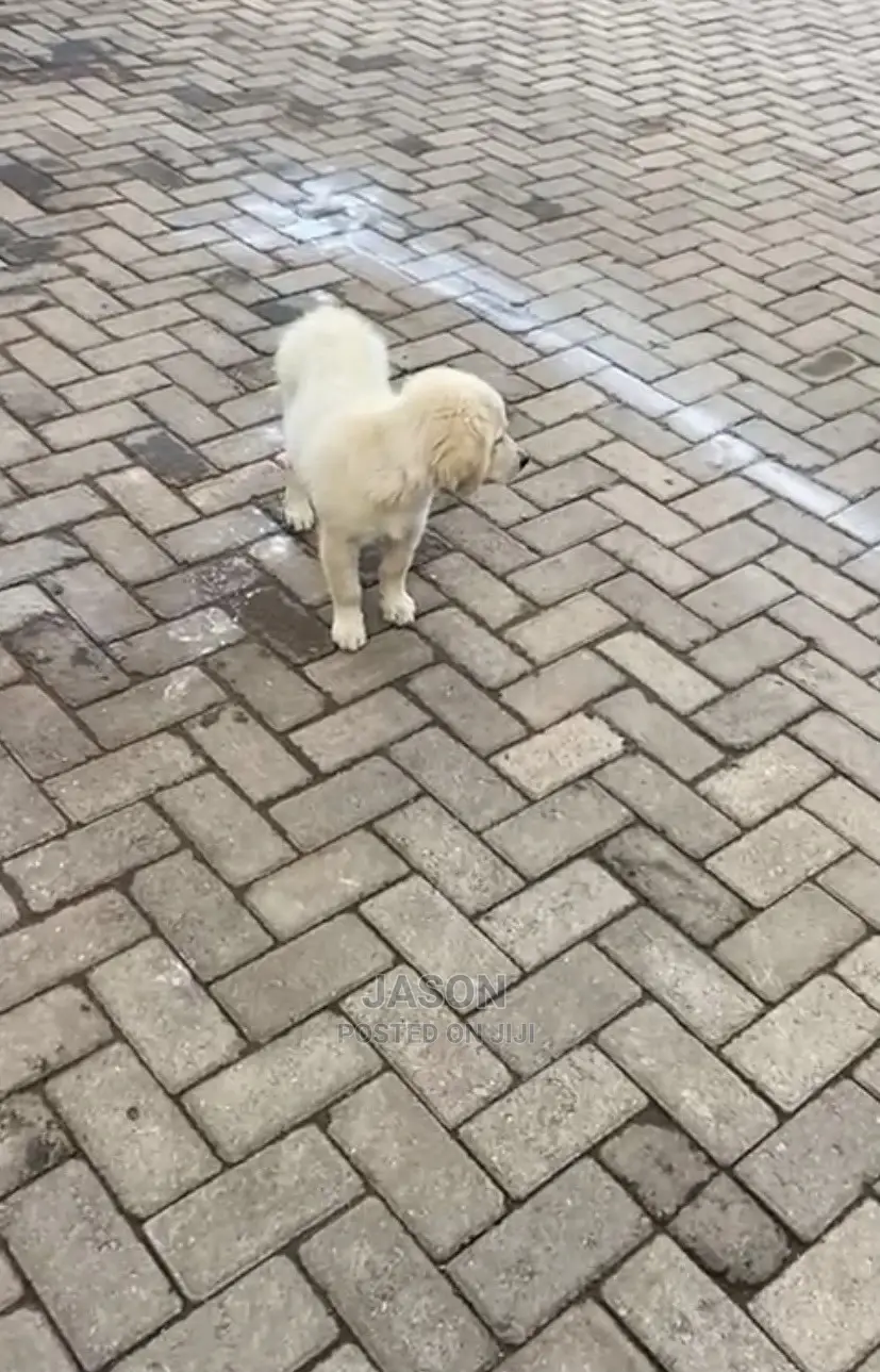1-3 Month Female Purebred Golden Retriever