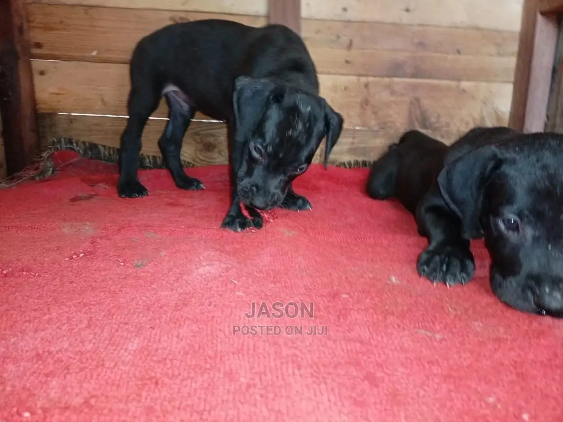1-3 Month Male Purebred Great Dane