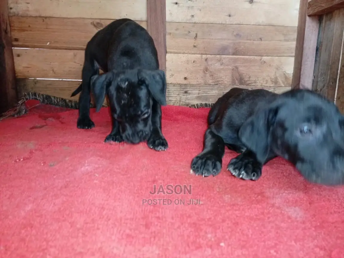 1-3 Month Male Purebred Great Dane