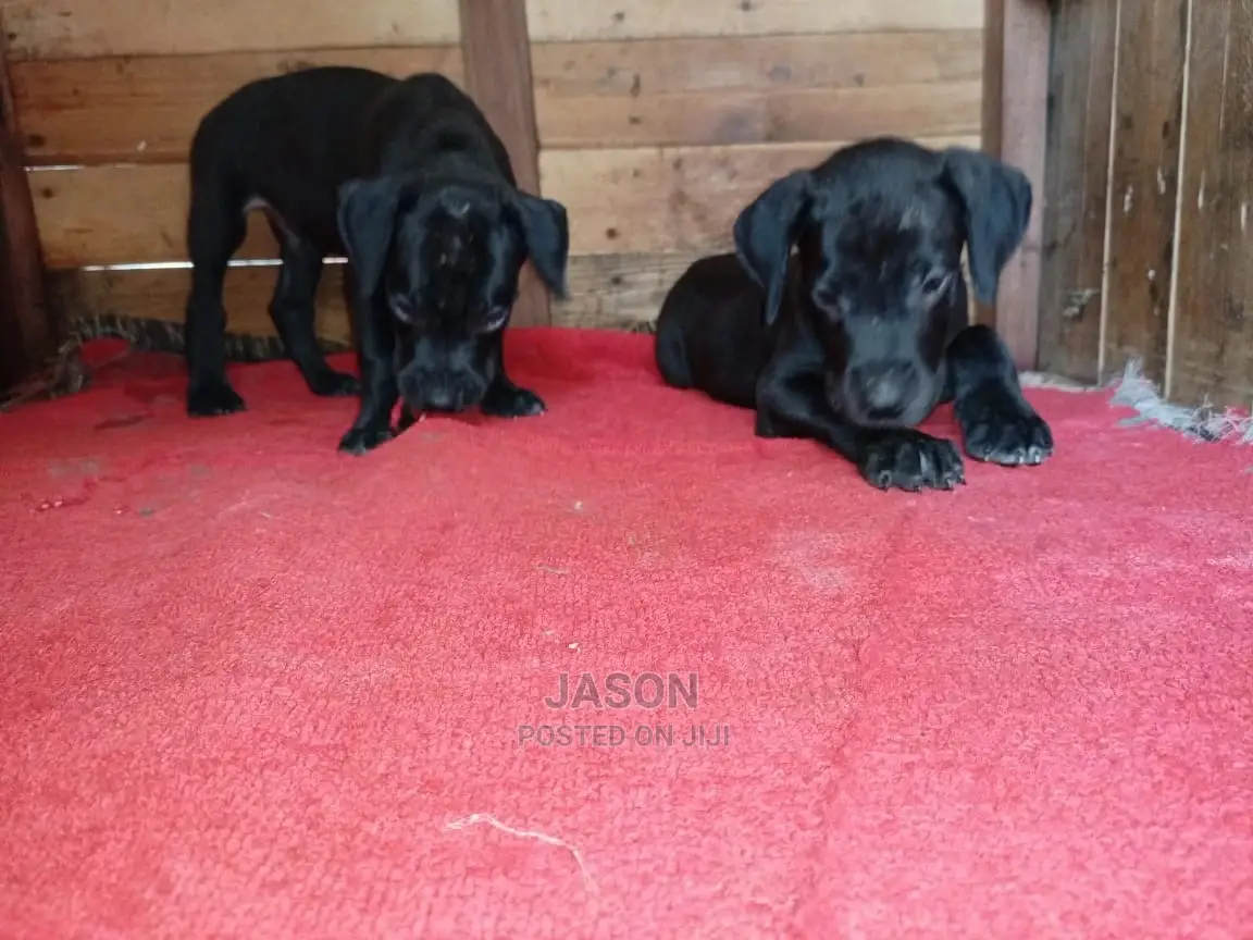 1-3 Month Male Purebred Great Dane