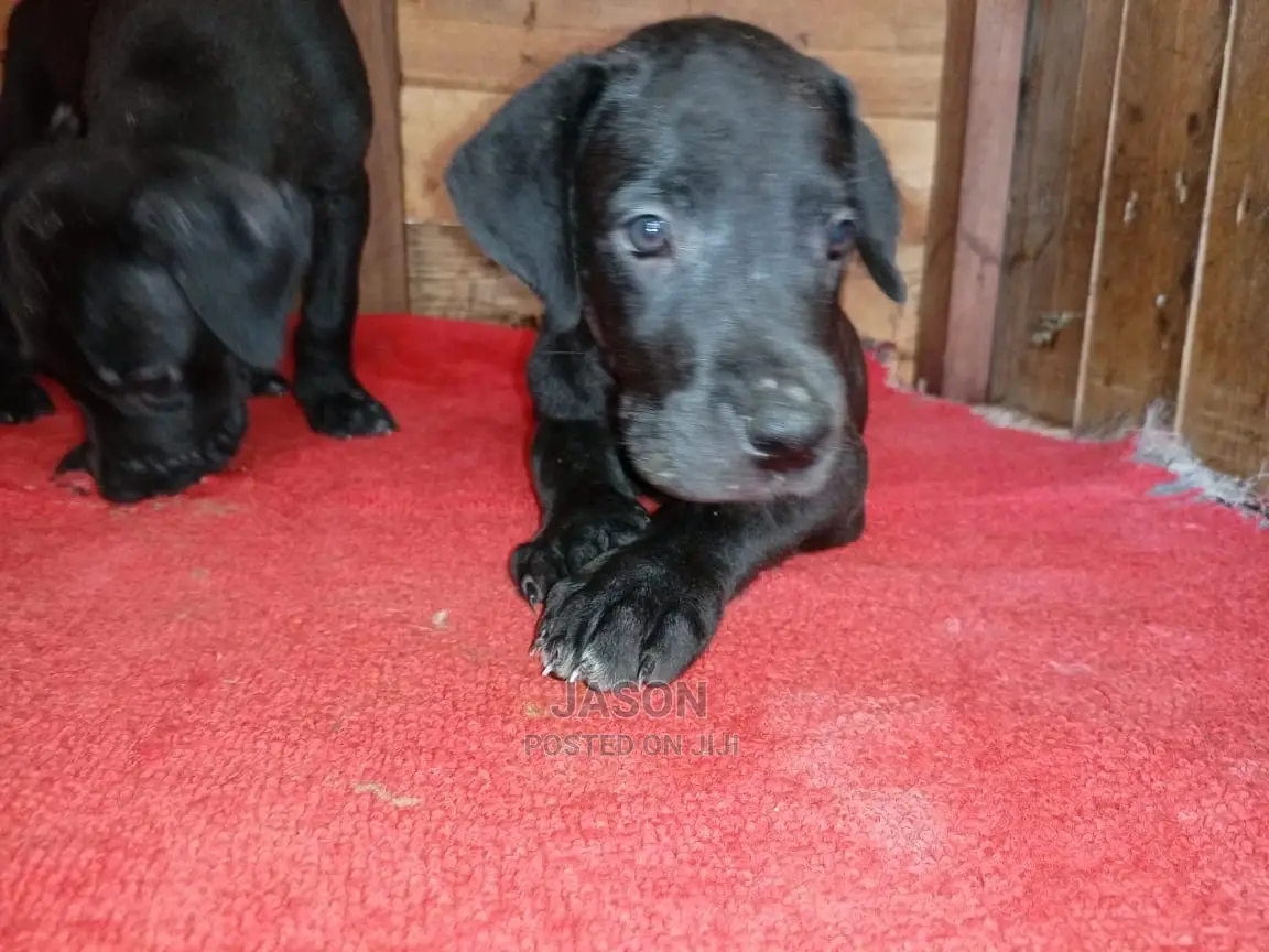 1-3 Month Male Purebred Great Dane