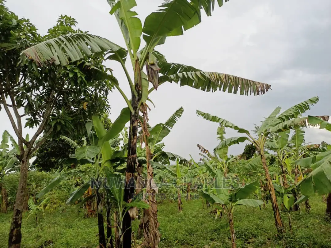 20acres of Land Is Available for Sale in Zirobwe