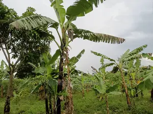 20acres of Land Is Available for Sale in Zirobwe