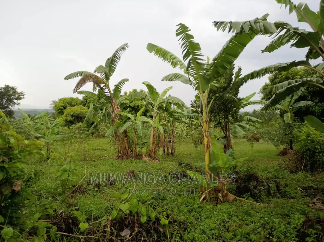 20acres of Land Is Available for Sale in Zirobwe