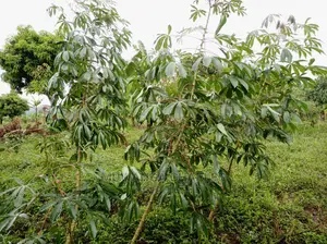 20acres of Land Is Available for Sale in Zirobwe