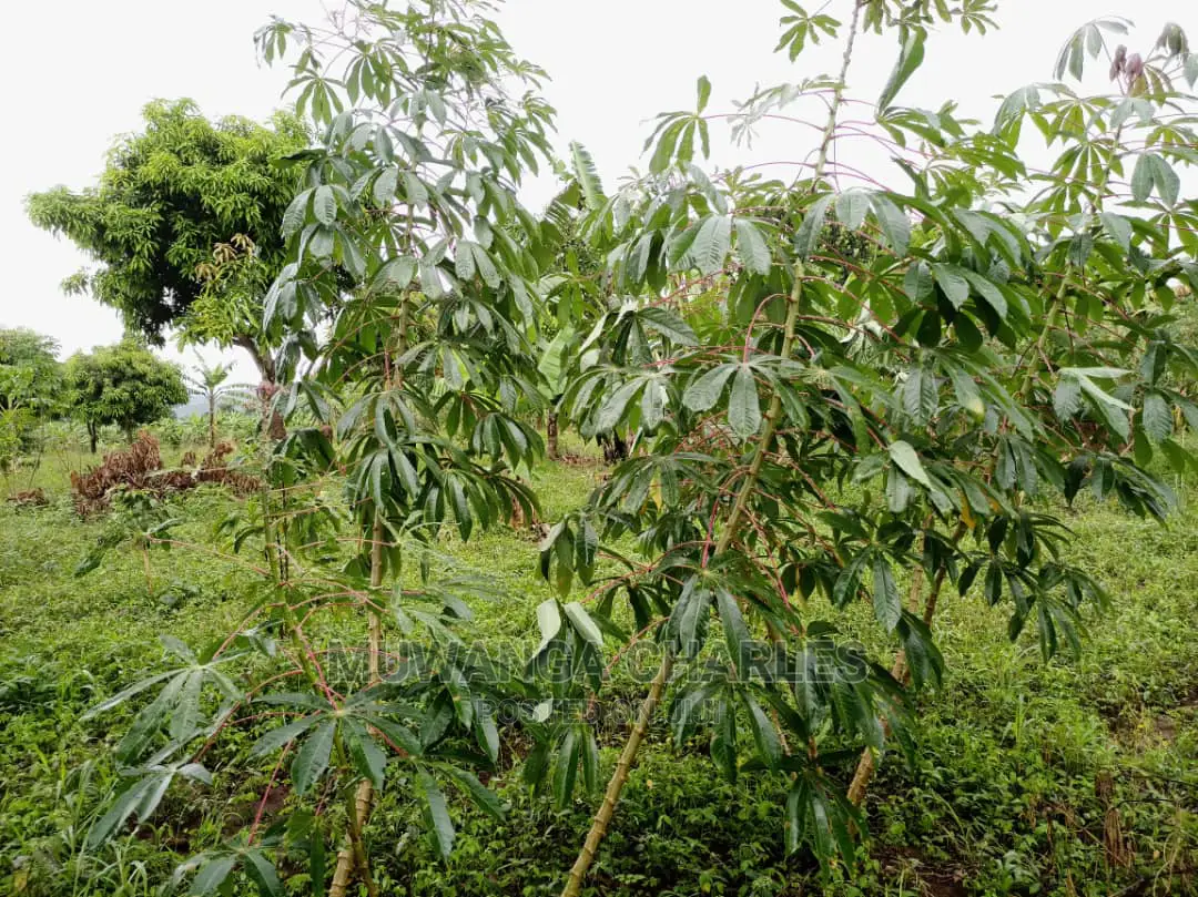 20acres of Land Is Available for Sale in Zirobwe
