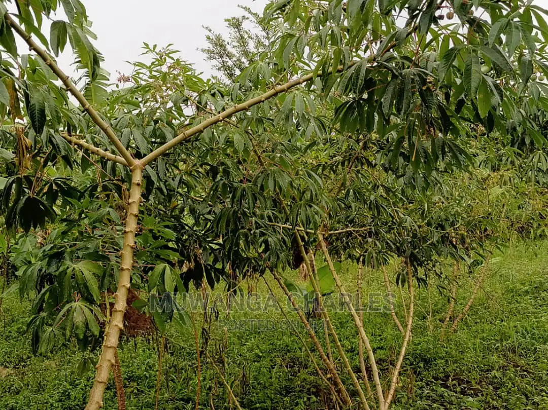 20acres of Land Is Available for Sale in Zirobwe