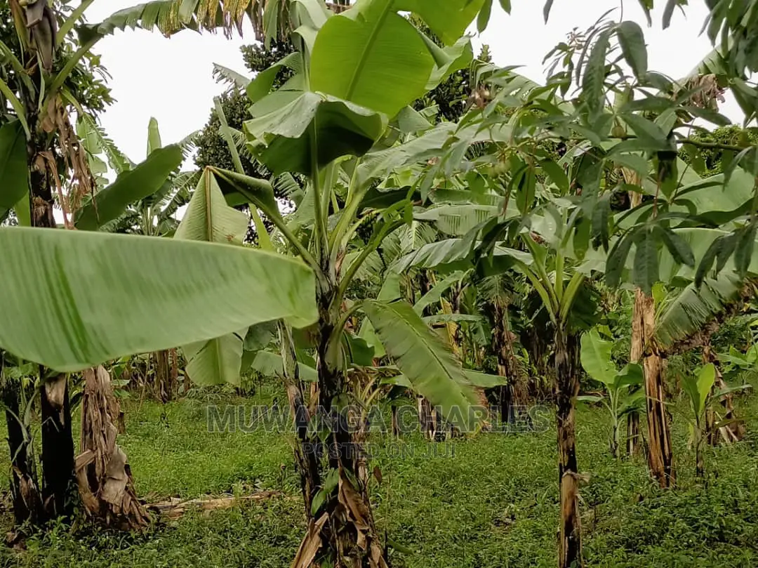 20acres of Land Is Available for Sale in Zirobwe