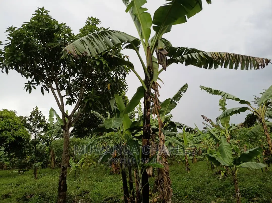20acres of Land Is Available for Sale in Zirobwe
