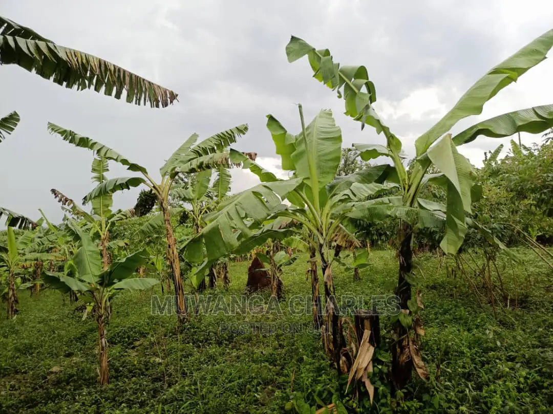 20acres of Land Is Available for Sale in Zirobwe