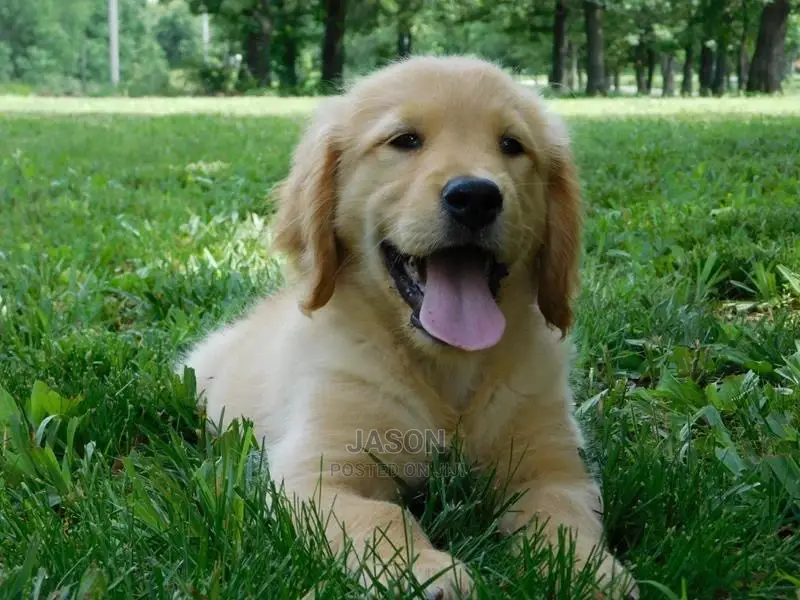 3-6 Month Female Purebred Golden Retriever