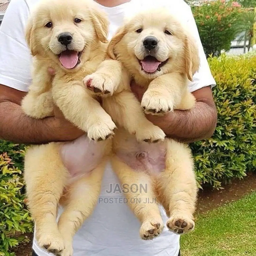 3-6 Month Female Purebred Golden Retriever