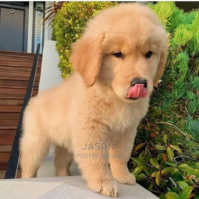 3-6 Month Female Purebred Golden Retriever